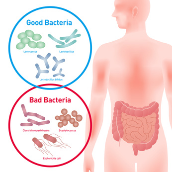 腸内細菌とマイクロバイオーム