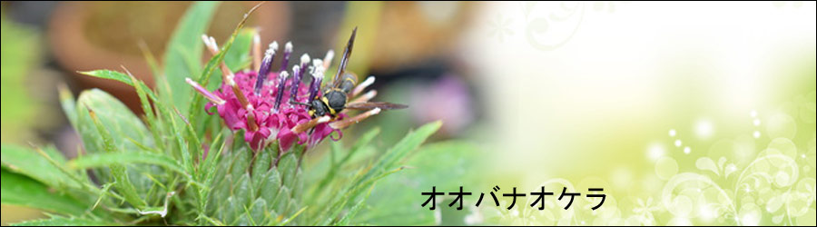オオバナオケラ