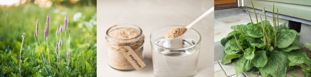 サイリウム粉末サプリメント