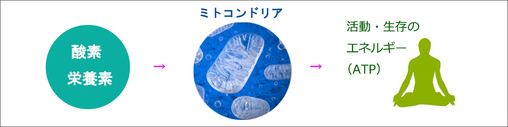 ミトコンドリア細胞膜と栄養素