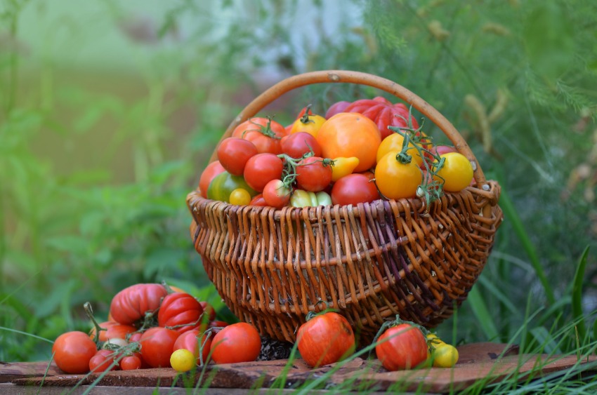 トマトと健康野菜